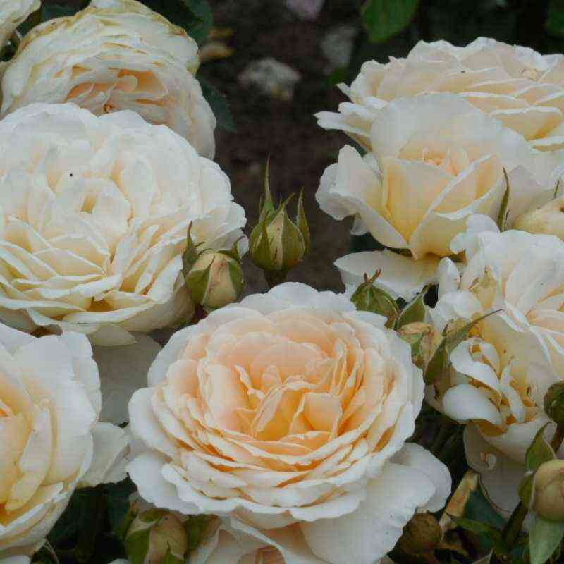 krim-jebundas.jpg Крим Эбандэнс (Cream Abundance)