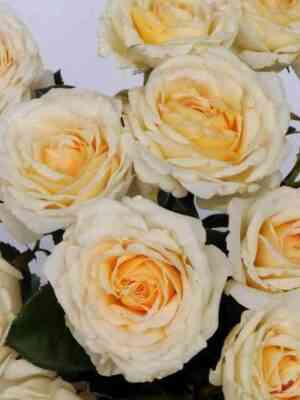 Крим Эбандэнс (Cream Abundance)