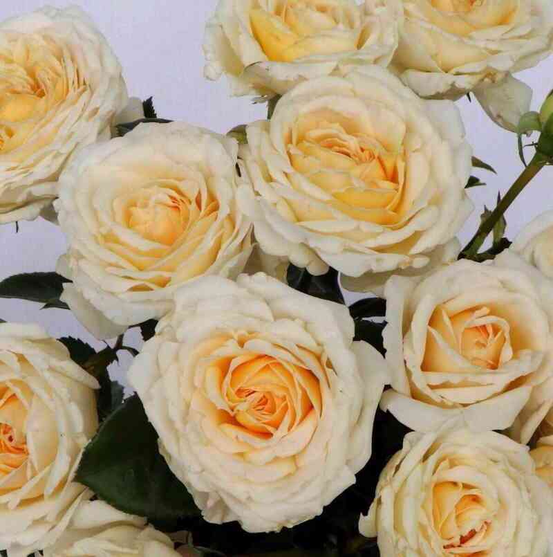 krim-jebundas1.jpg Крим Эбандэнс (Cream Abundance)