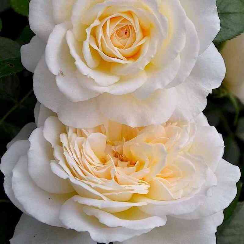 krim-jebundas2.jpg Крим Эбандэнс (Cream Abundance)