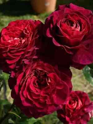 Кристиан Тетедой (Christian Tetedoie)