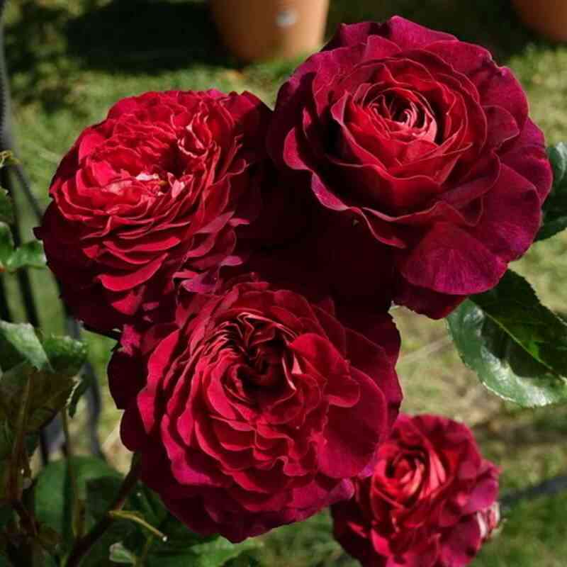 kristian-tetedoj-christian-tetedoie_optimized.jpg Кристиан Тетедой (Christian Tetedoie)