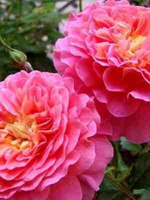 kristofer-marlou.jpg Кристофер Марлоу (Christopher Marlowe)