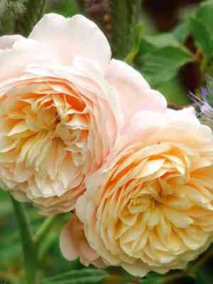 Крокус Роуз (Crocus Rose)