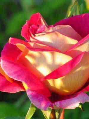 Кроненбург (Kronenbourg)