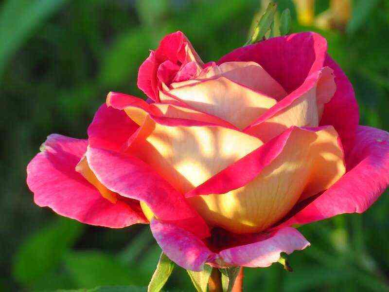 kroninburg.jpg Кроненбург (Kronenbourg)