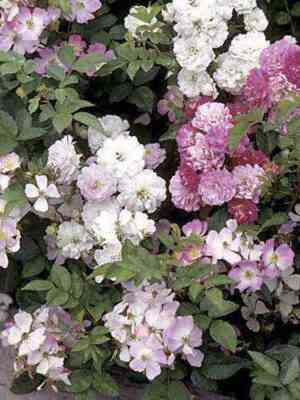 Крылья Ангела (Angel Wings)