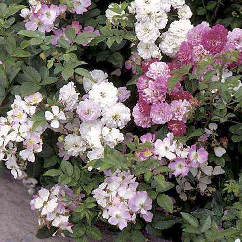 Крылья Ангела (Angel Wings)