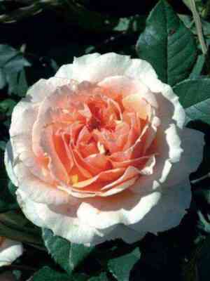 ksav_e_de_frassinett.jpg Ксавьер де Фрассинет (Xavier de Fraissinette)