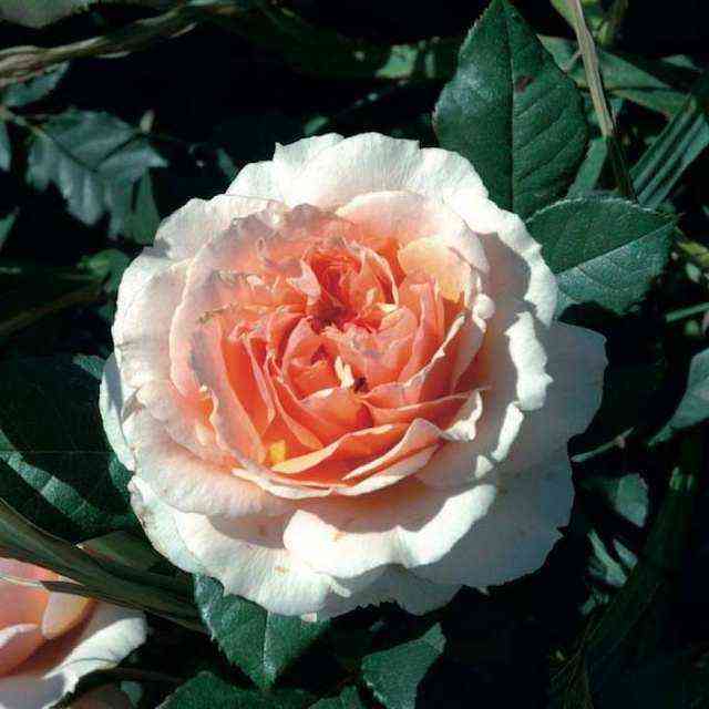 Ксавьер де Фрассинет (Xavier de Fraissinette)