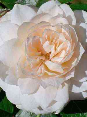 ksella_richchi.jpg Надин Кселла-Рикки (NadineXella-Ricci)