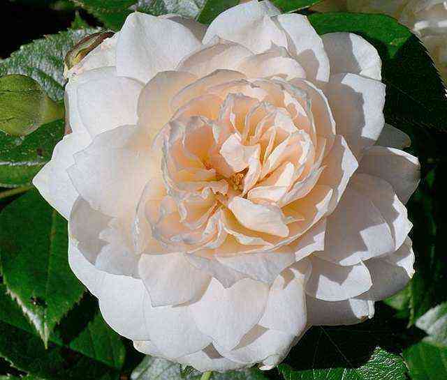 Надин Кселла-Рикки (NadineXella-Ricci)