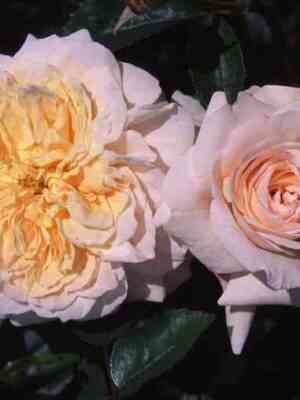 kuin-nefertiti.jpg Куин Нефертити (Queen Nefertiti)