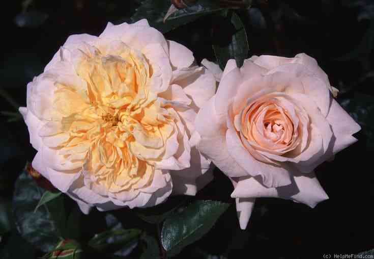 kuin-nefertiti.jpg Куин Нефертити (Queen Nefertiti)