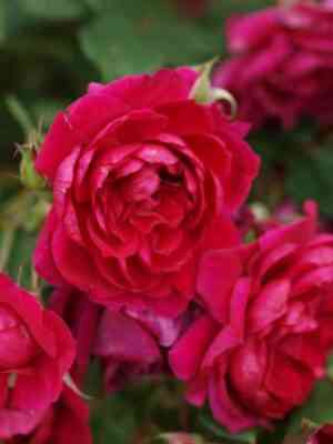 Квадра (Quadra)