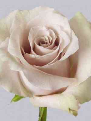 kviksand.jpg Квиксанд (Quicksand)