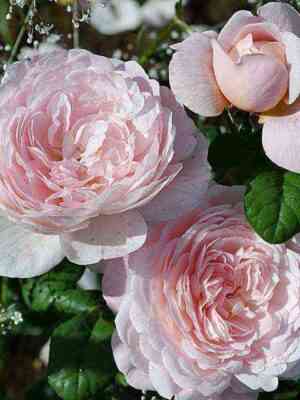 Квин оф Шведен (Queen of  Sweeden)