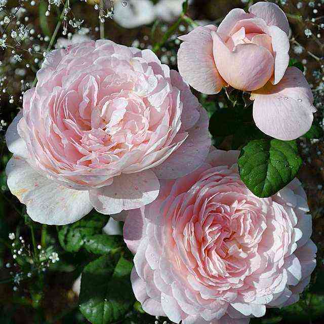 kvin_of_shveden.jpg Квин оф Шведен (Queen of Sweeden)