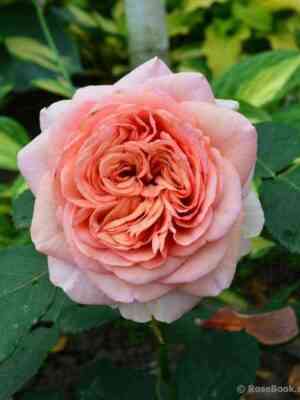 Квинси Джонс (Quincy Jones)