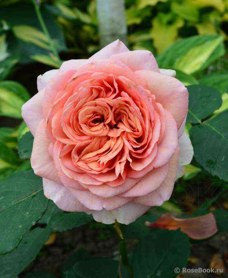 Квинси Джонс (Quincy Jones)