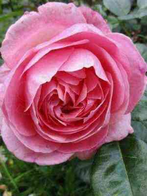 kyolner_flora.jpg Кельнер Флора (Kolner Flora)