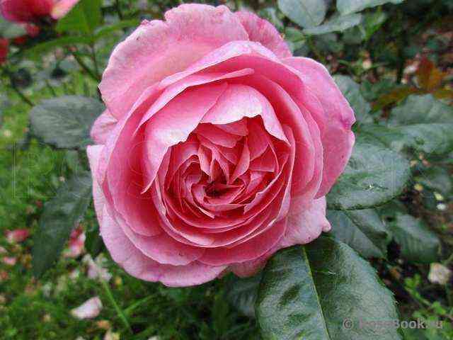 Кельнер Флора (Kolner Flora)