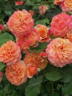 la-villa-kotta-la-villa-kotta_optimized.jpg Ла Вилла Котта (La Villa Kotta)