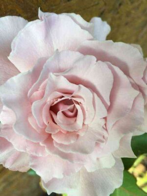 la_mariya.jpg Ла Мария (La Mariee)