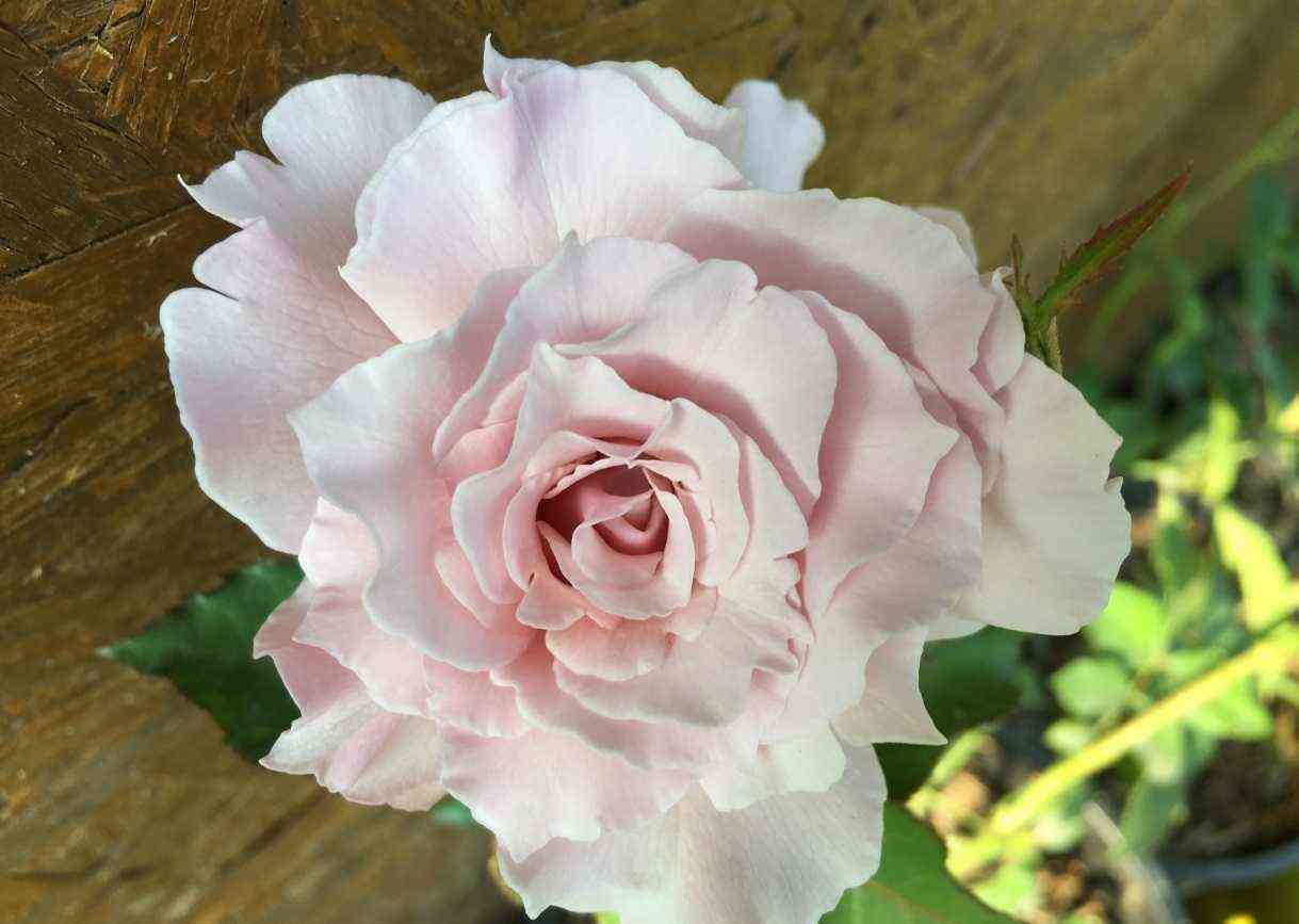 la_mariya.jpg Ла Мария (La Mariee)