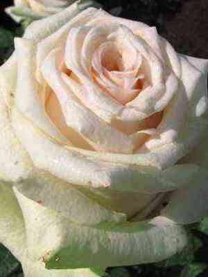 Ла Перла (La Perla)