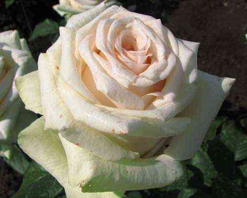 la_perla.jpg Ла Перла (La Perla)