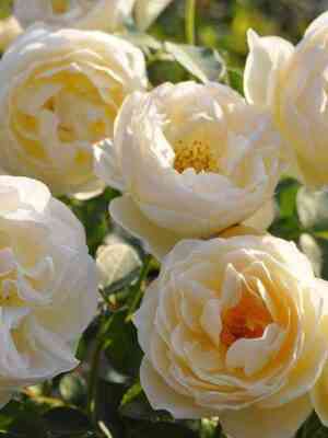 Ла Петит Па (La Petite Pair)