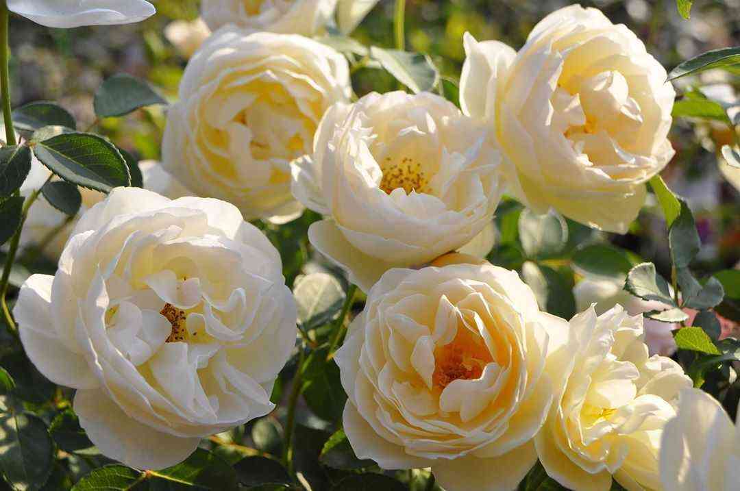 Ла Петит Па (La Petite Pair)