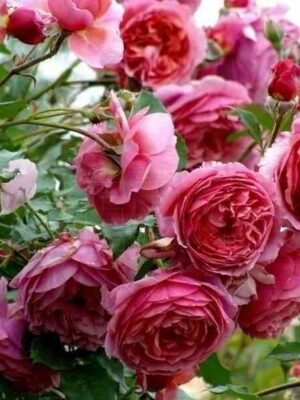 ladyure-laduree_optimized.jpg Ладюре (Laduree)