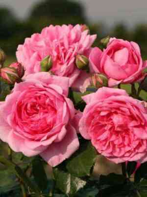 Лагуна (Laguna)