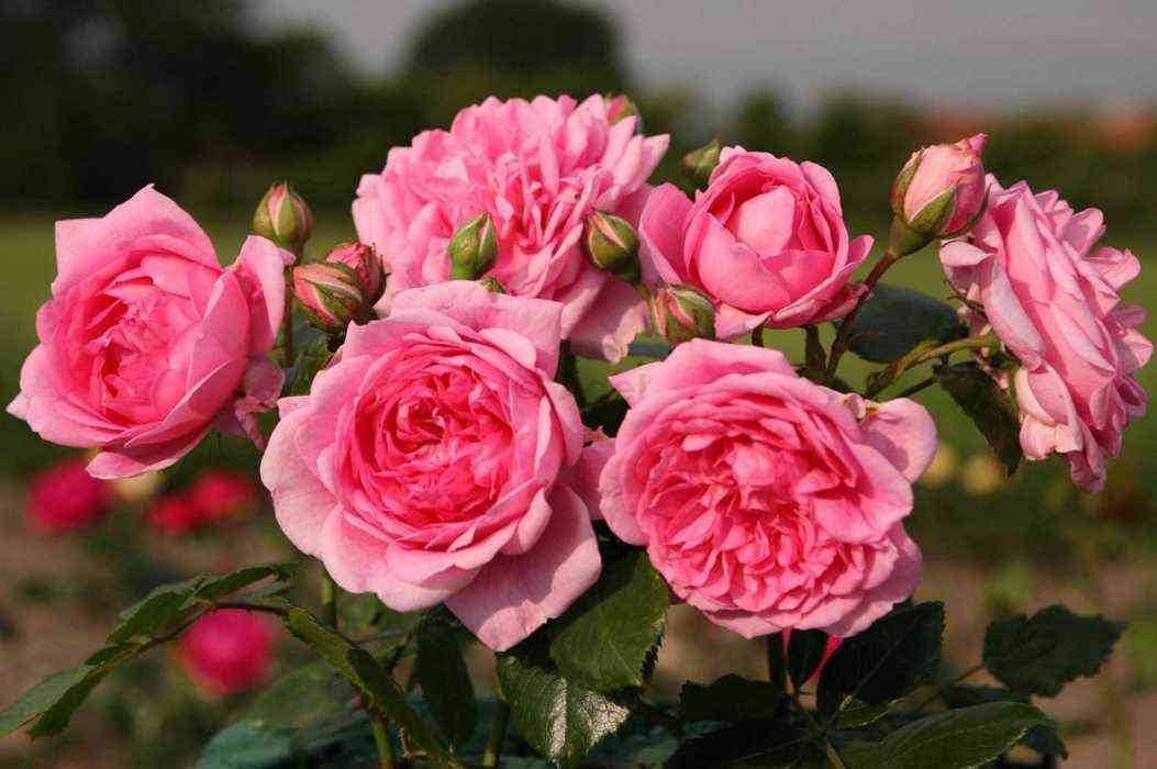 Лагуна (Laguna)