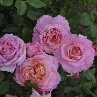 lamartinetresserv_lamartineatresserve_optimized.jpg Ламартинэ Трессерв (Lamartine a Tresserve)