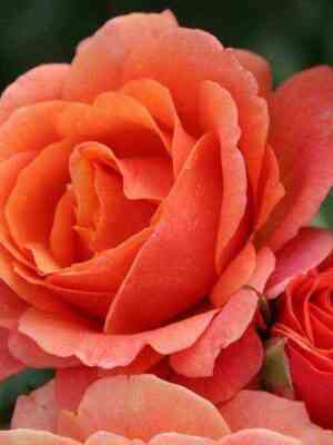 lambada.jpg Ламбада (Lambada)