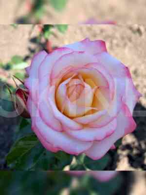 Ламинуетте (Laminuette)