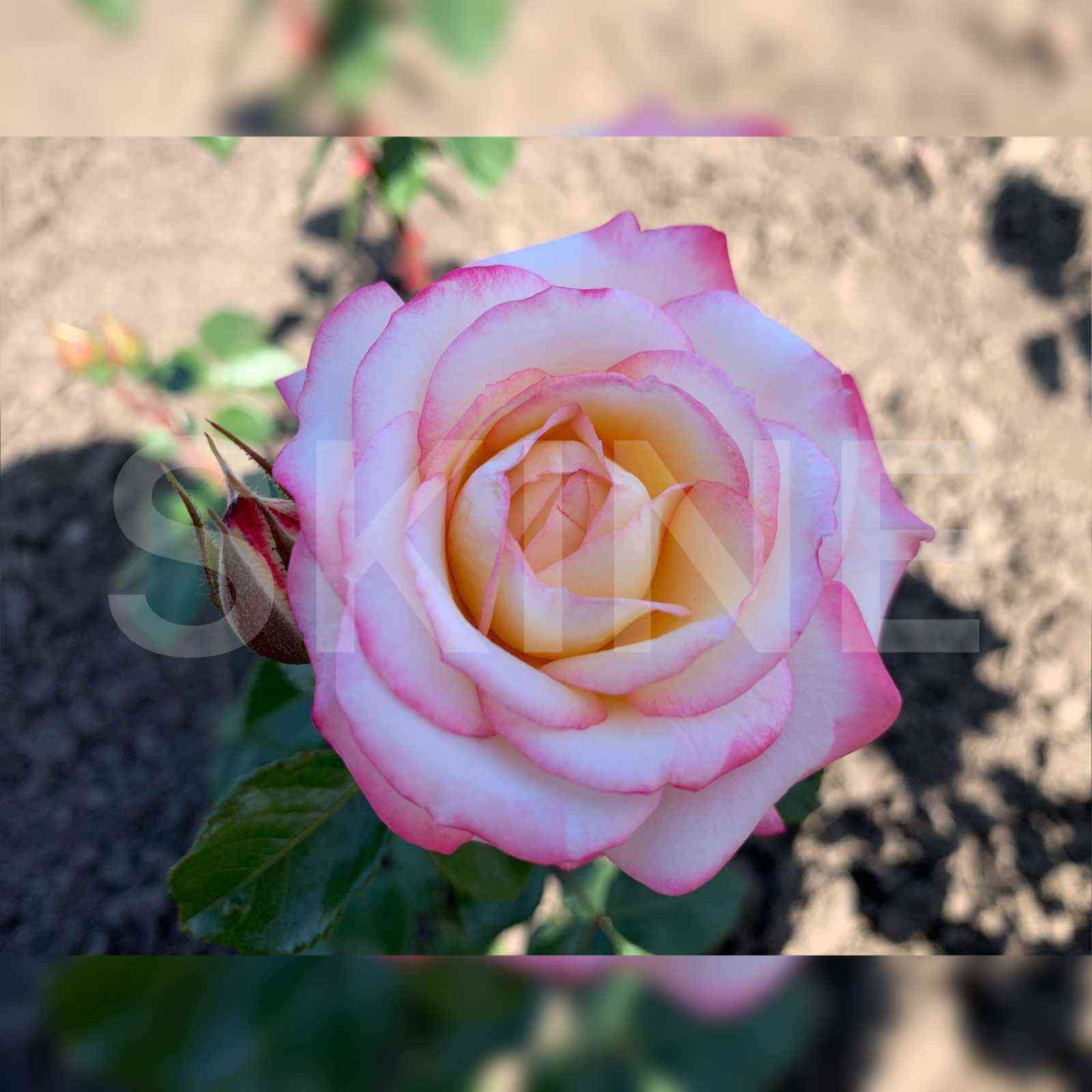 Ламинуетте (Laminuette)