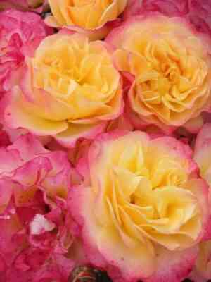 landlust.jpg Ланд Луст (Land Lust)