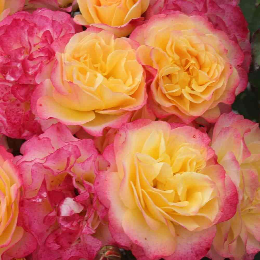 Ланд Луст (Land Lust)