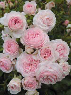 larisa.jpg Лариса (Larissa)