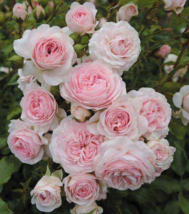 Лариса (Larissa)