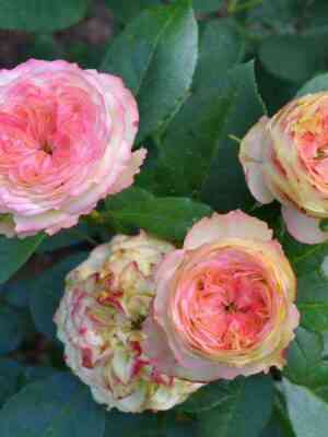 Латин Помпон (Latin Pompon)