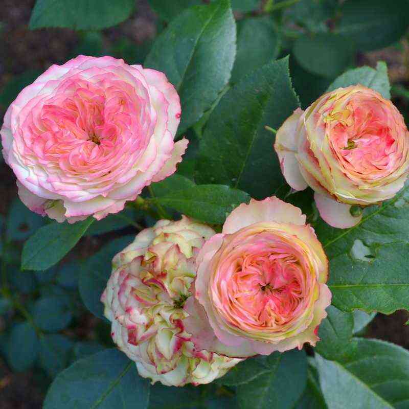 latinpompon_latinpompon_optimized.jpg Латин Помпон (Latin Pompon)