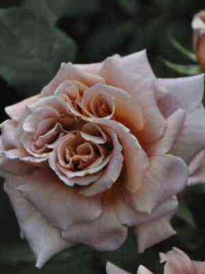 Латте Арт (Latte Art)