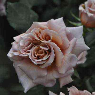 latte_art_latte_art.jpg Латте Арт (Latte Art)