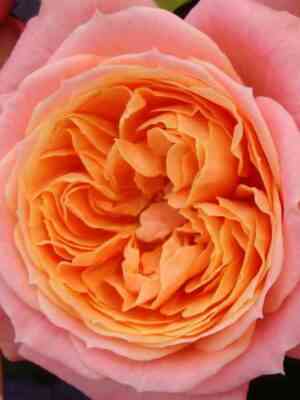 lav-mi-loves-me_optimized.jpg Лав ми (Loves Me)