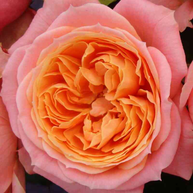 Лав ми (Loves Me)